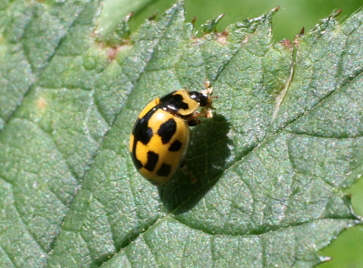 Propylea quatuordecimpunctata